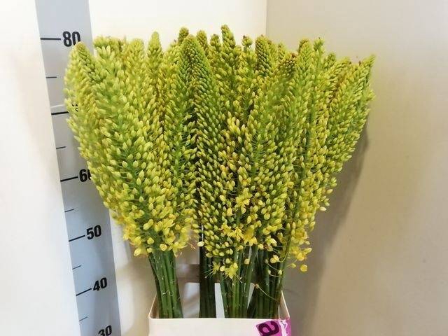 <h4>EREMURUS STENOPHYLLU</h4>