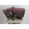 Limonium sinense Blush Diamond