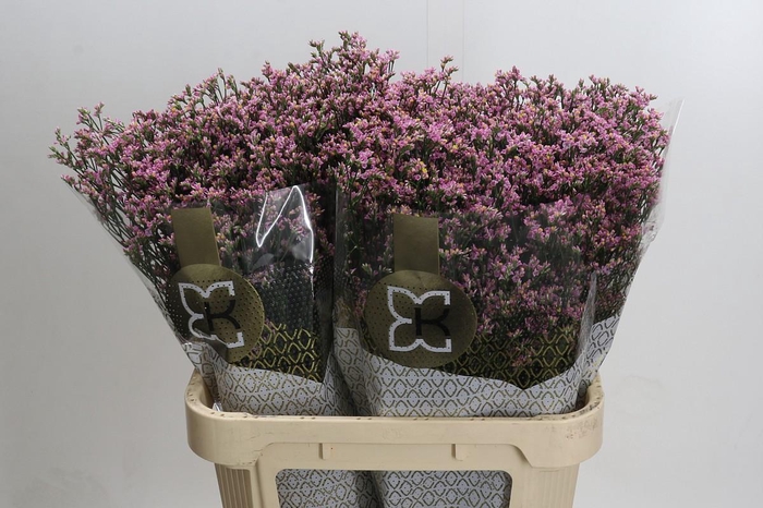 Limonium sinense Blush Diamond
