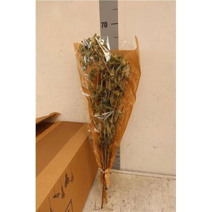 Carthamus Dried