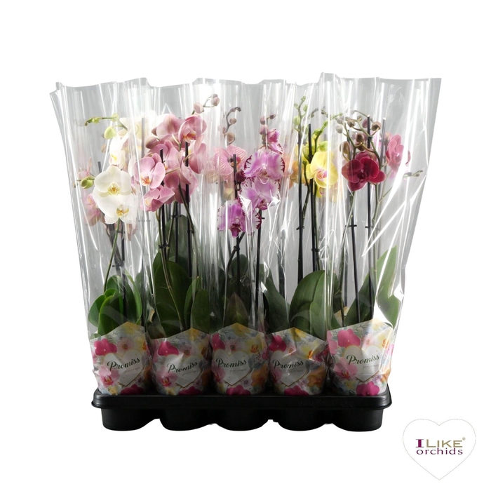 <h4>Phalaenopsis ...</h4>