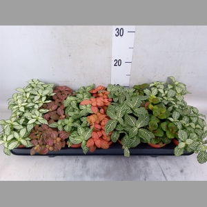 Fittonia   ...mix 7