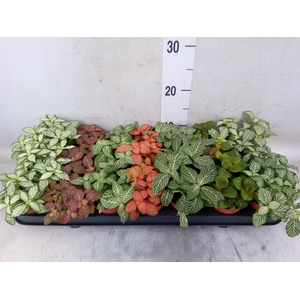 Fittonia   ...mix 7