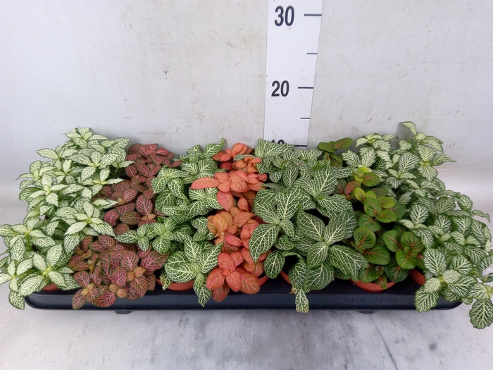 <h4>Fittonia   ...mix 7</h4>
