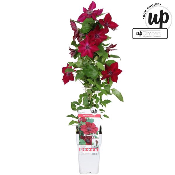 <h4>Clematis Nubia P15</h4>