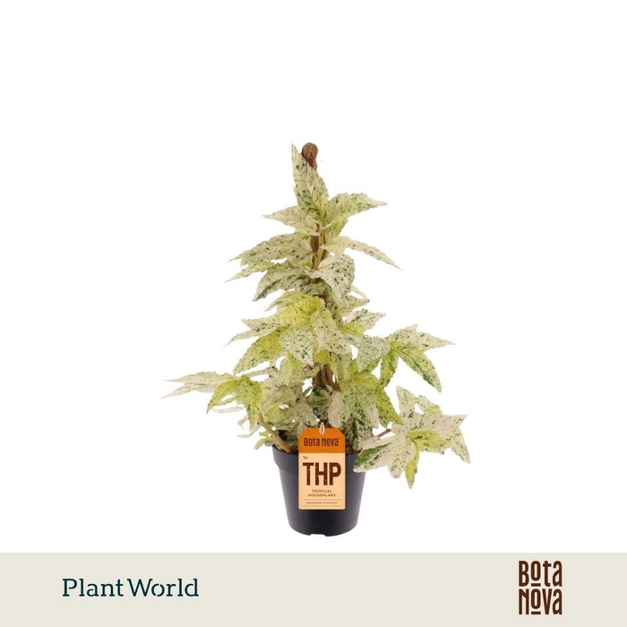<h4>Pellionia repens 'Variegata' Mosstok</h4>