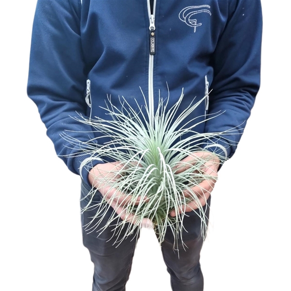 Tillandsia tectorum XXL