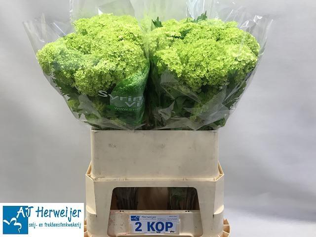 <h4>VIBURNUM ROSEUM ST</h4>