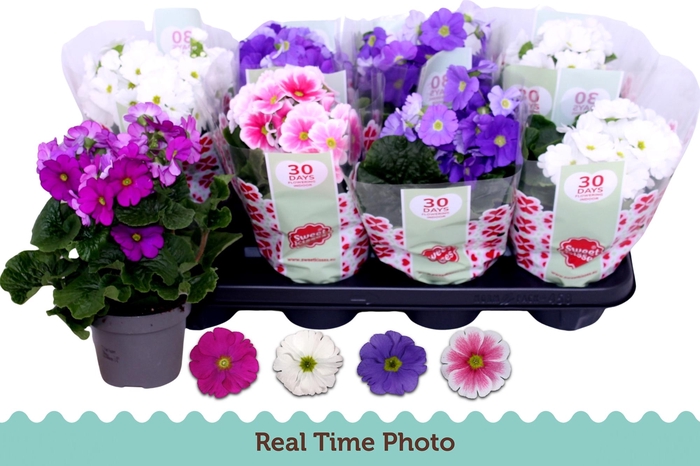 <h4>Prim Ob Tm Gem</h4>