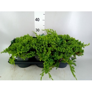 Chamaecyparis pis. 'Filifer Nana'