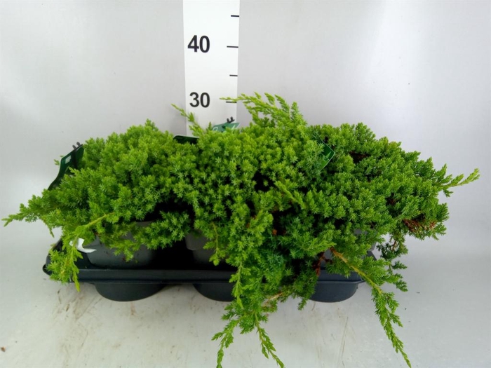 <h4>Chamaecyparis pis. 'Filifer Nana'</h4>