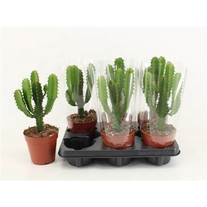 Euphorbia overig