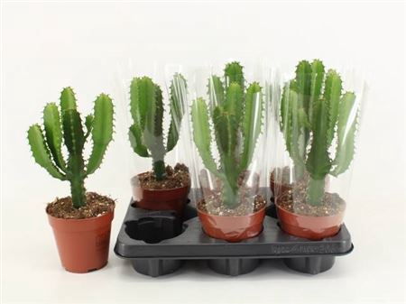<h4>Euphorbia overig</h4>