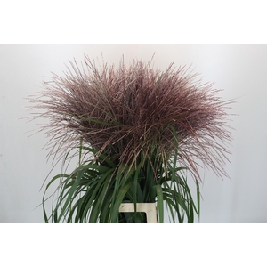 Miscanthus Sinensis