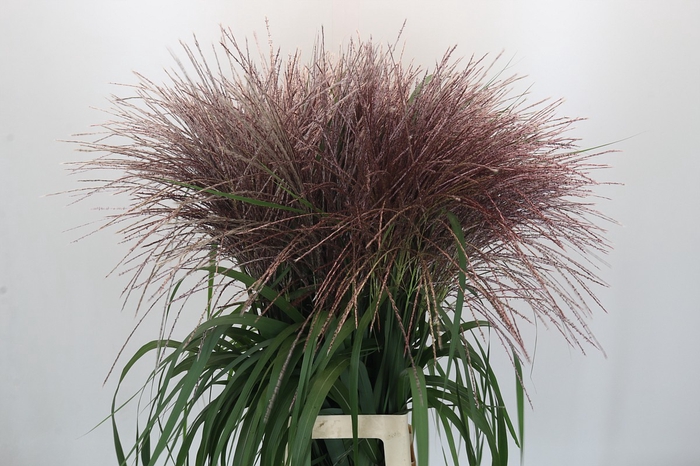 Miscanthus Sinensis