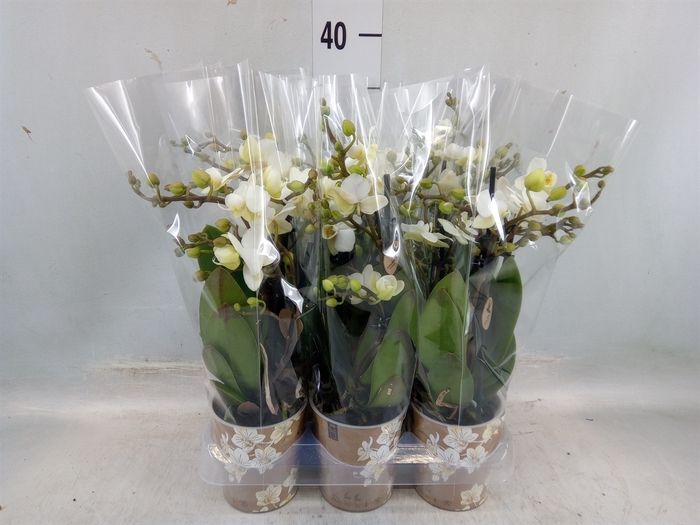 <h4>Phalaenopsis multi. 'Ant Zurich'</h4>