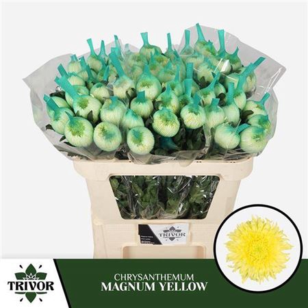 <h4>Chr G Magnum Yellow</h4>