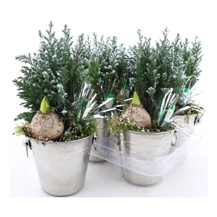 <h4>ARR TUINPLANTEN</h4>