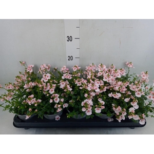 Diascia  'Piccadilly Appleblossom'
