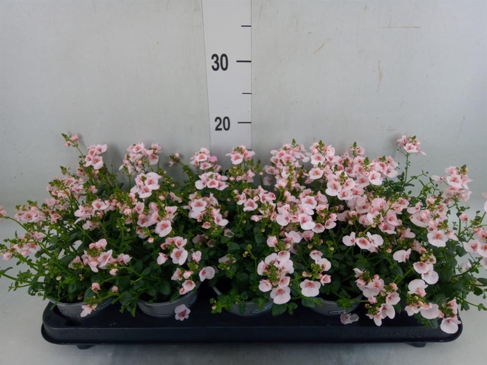 <h4>Diascia  'Piccadilly Appleblossom'</h4>