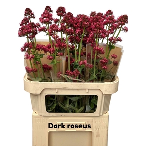 Centranthus Ruber Dark Roseus