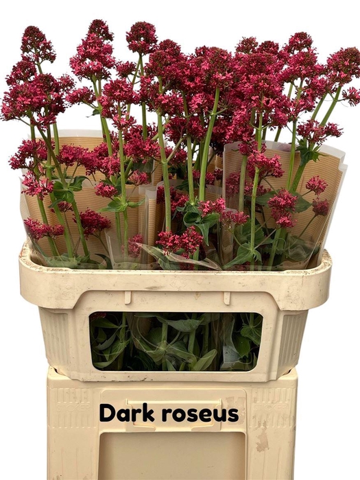 <h4>Centranthus Ruber Dark Roseus</h4>