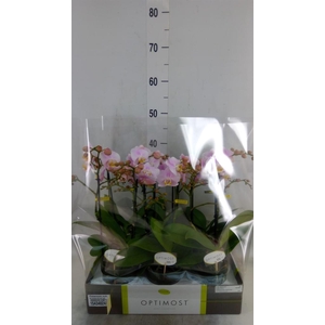 Phalaenopsis multi. 'FC Angel Eyes'