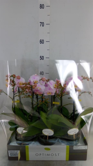 <h4>Phalaenopsis multi. 'FC Angel Eyes'</h4>