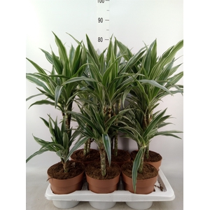 Dracaena fr de 'Warneckei'