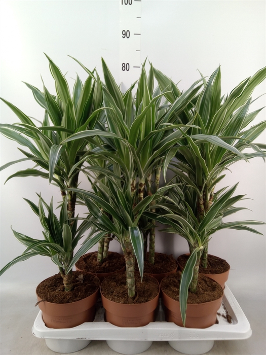 <h4>Dracaena fr de 'Warneckei'</h4>