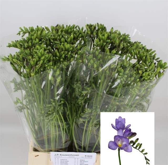 <h4>FR EN DELTA RIVER</h4>