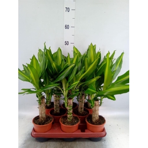 Dracaena frag. 'Mass Coast'