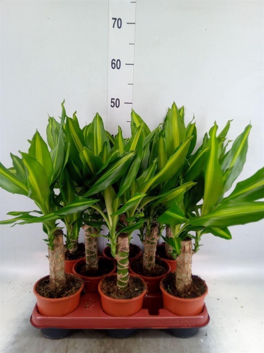 <h4>Dracaena frag. 'Mass Coast'</h4>