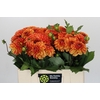 Dahlia American Sunset