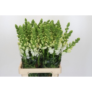 Antirrhinum Potomac White