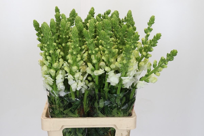<h4>Antirrhinum Potomac White</h4>
