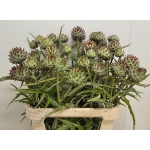 Cynara Cardunculus