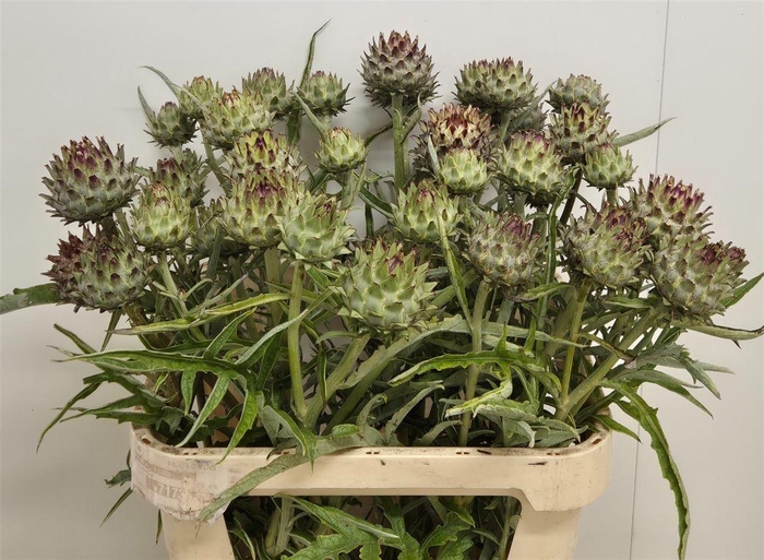 <h4>Cynara Cardunculus</h4>