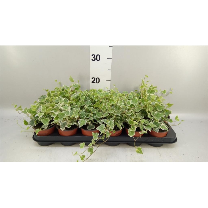 <h4>Hedera helix 'White Wonder'</h4>