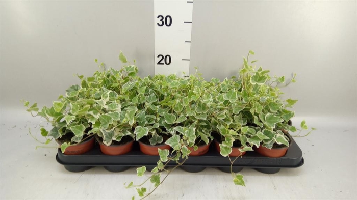 Hedera helix 'White Wonder'