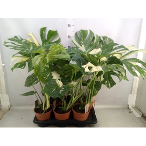 Monstera delic. 'Thai Constellatio'