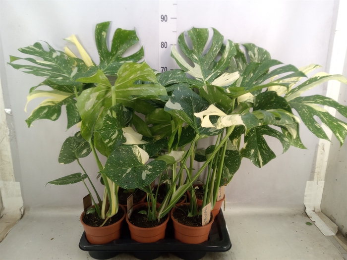 <h4>Monstera delic. 'Thai Constellatio'</h4>