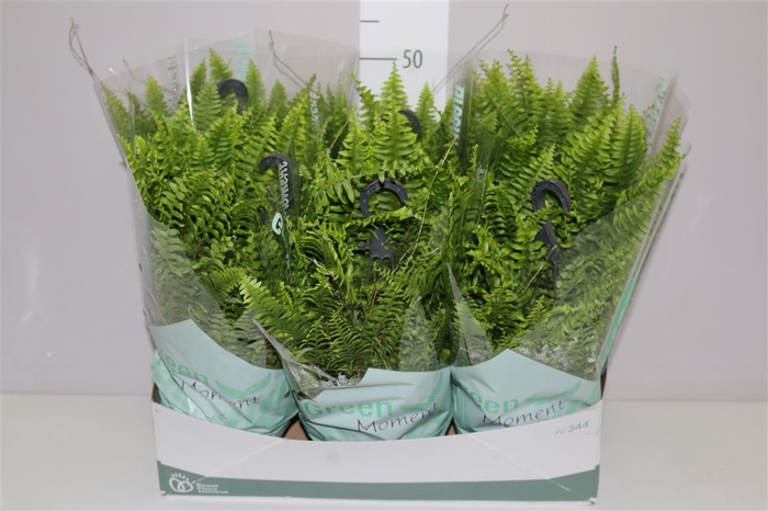 <h4>Nephrolepis Green Moment Hangpot</h4>