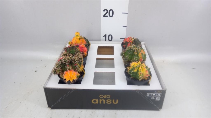 <h4>Gymnocalycium mihanov. 'Japan'  mix</h4>
