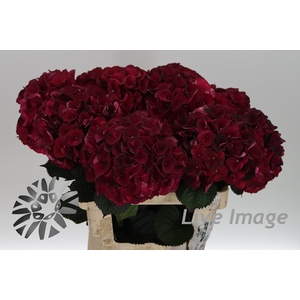 Hydrangea mag dark ruby classic