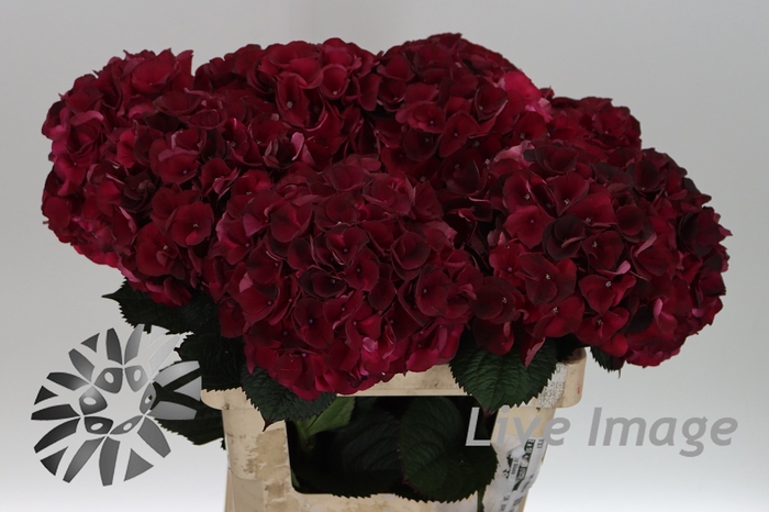 <h4>Hydrangea mag dark ruby classic</h4>