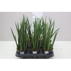 Sanseveria Cylindrica Mikado