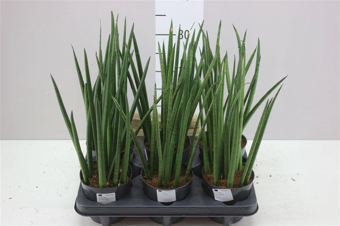 <h4>Sanseveria Cylindrica Mikado</h4>