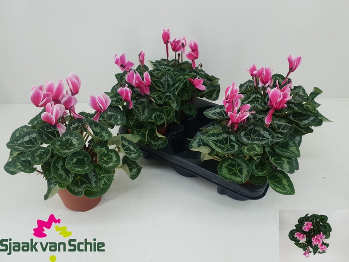 <h4>CYCL MD SUP AL FUJI</h4>