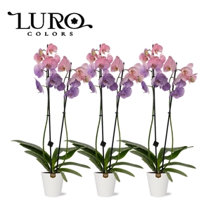 PHAL OV